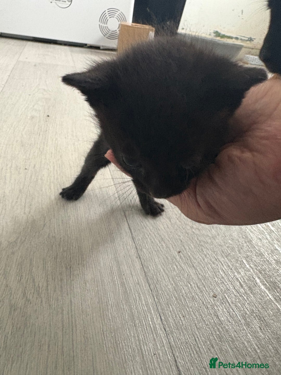 Mixed Breed cats for sale: 5 kittens for sale - Image 4