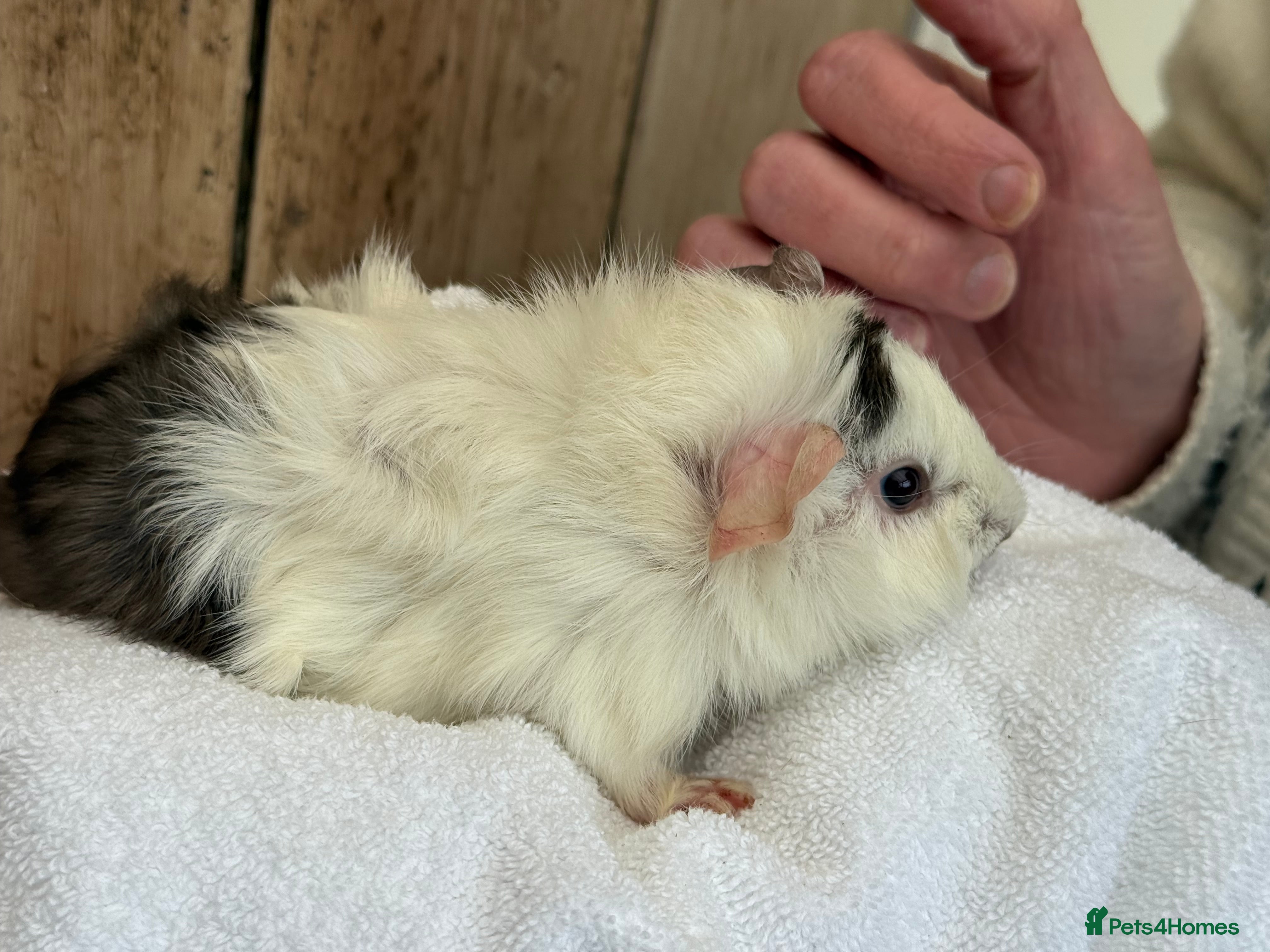 Guinea Pig rodents 4 week old guinea pigs - Advert 1