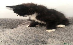 Mixed Breed cats for sale: Kitten for sale  - Image 3