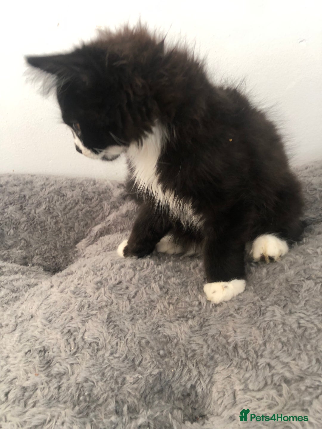 Mixed Breed cats for sale: Kitten for sale  - Image 3