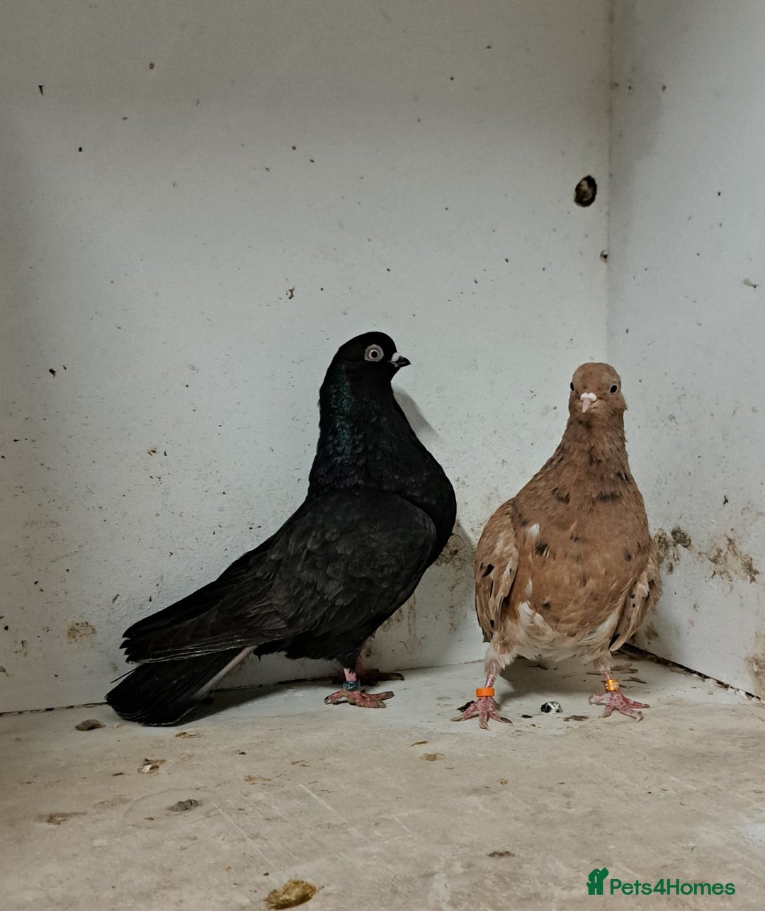Pigeons birds for sale: Almond tumblers for sale  - Advert 6