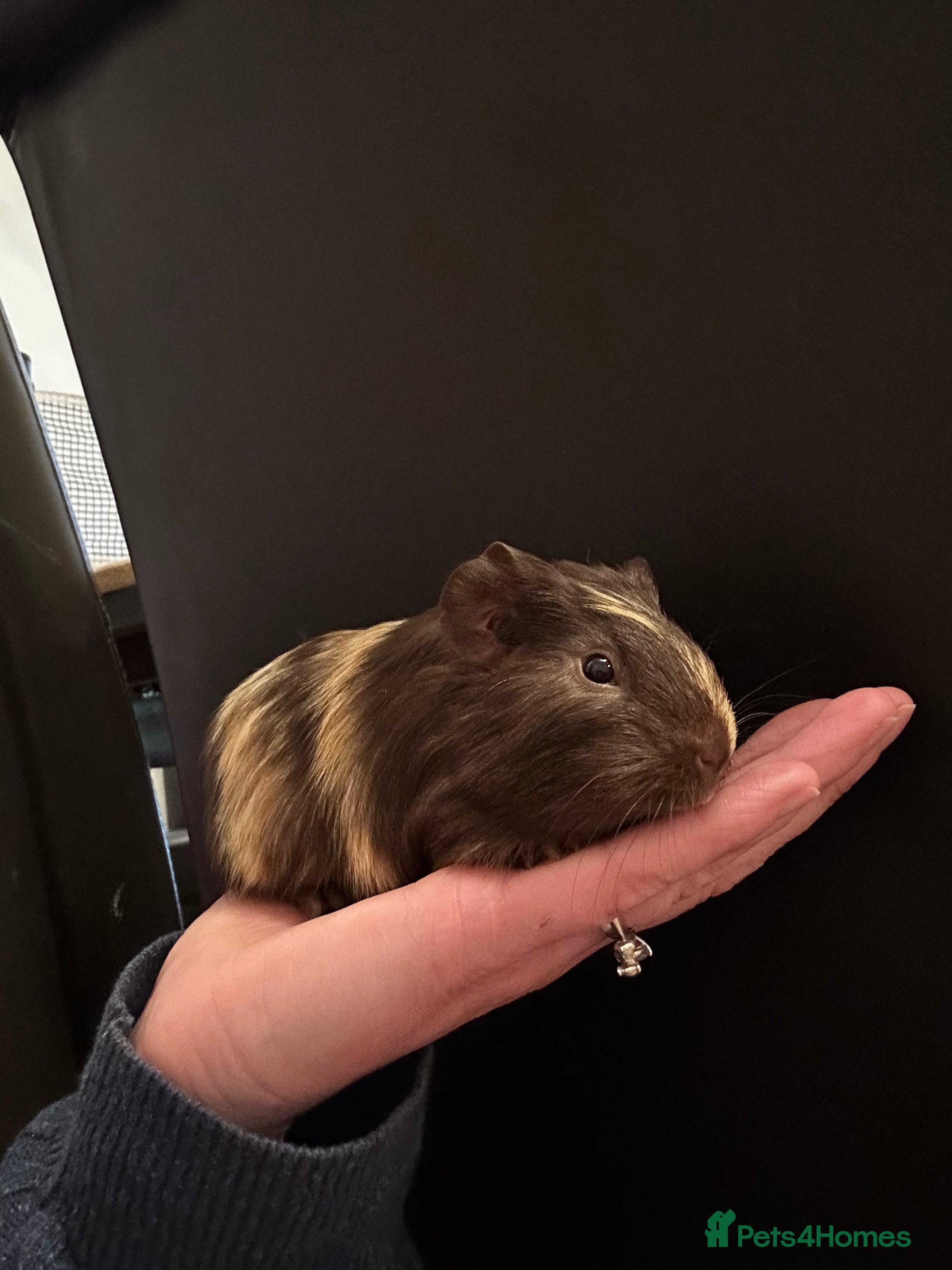 Guinea Pig rodents Guinea pig babies looking for their forever homes - Advert 5