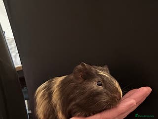 Guinea Pig rodents Guinea pig babies looking for their forever homes - Advert 10