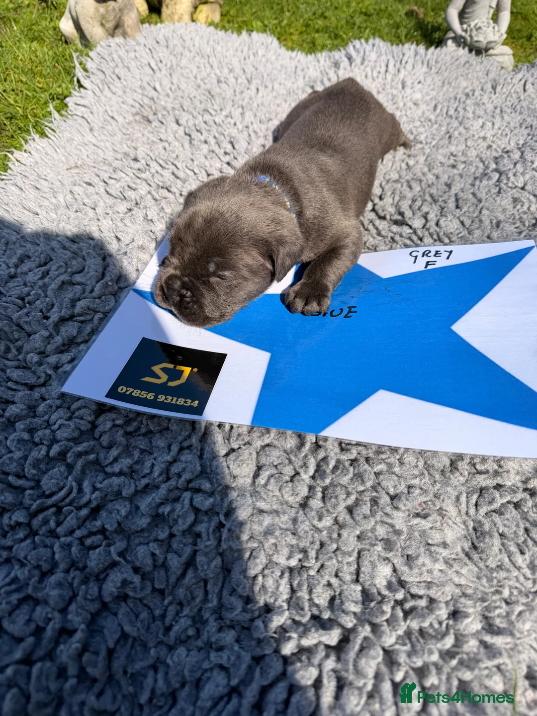 Cane Corso dogs for sale: 5 Towns Corsos Spring litter  - Advert 2