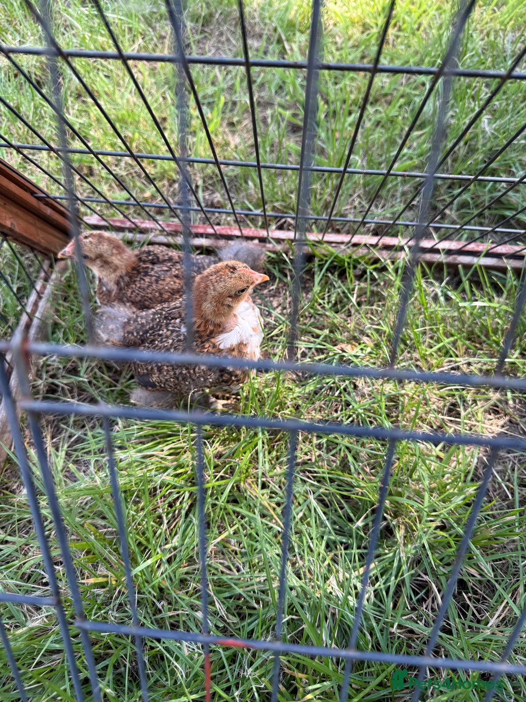 Chickens poultry for sale: 2 pekin millefluer growers - Image 3