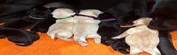 Labrador Retriever dogs for sale: KC Reg Labrador puppies  - Advert 2