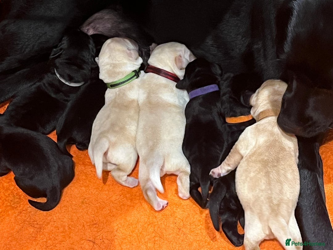 Labrador Retriever dogs for sale: KC Reg Labrador puppies  - Advert 2