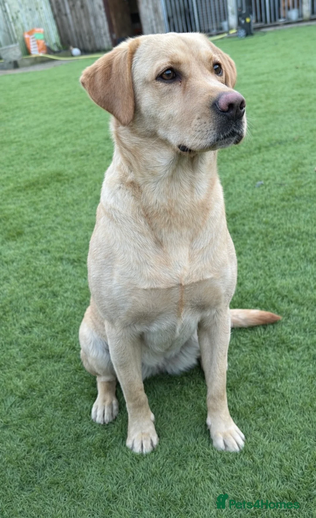 Labrador Retriever dogs for sale: Kc reg fox red lab puppies  - Advert 2