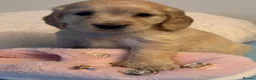 Mixed Breed dogs for sale: Golden Cocker Retriever puppies  in Coatbridge - Advert 12