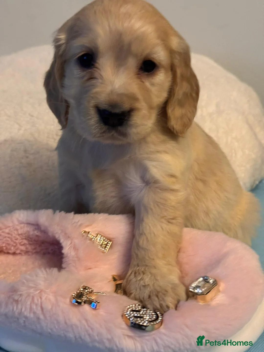 Mixed Breed dogs for sale: Golden Cocker Retriever puppies  in Coatbridge - Advert 12