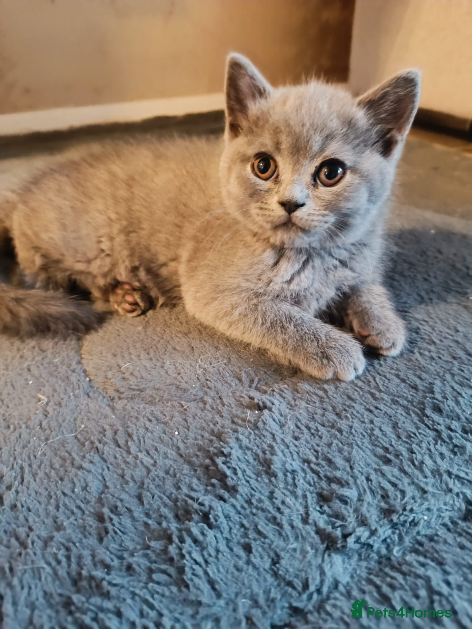 Scottish Fold cats Scottish Fold Kittens - Advert 6