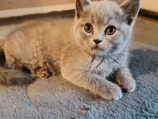 Scottish Fold cats Scottish Fold Kittens - Advert 6