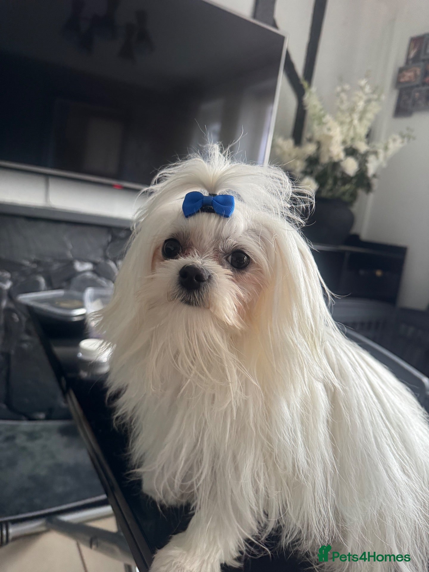 Maltese dogs 🐾Beautiful pure bread boy for stud 🐾 - Advert 3
