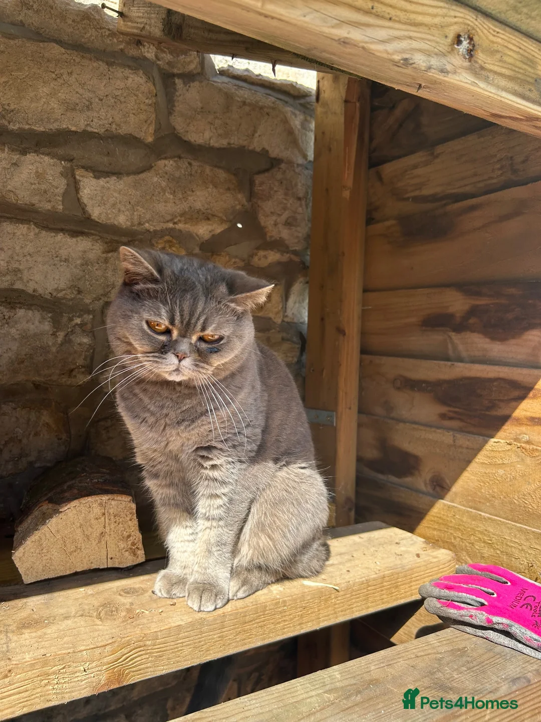 British Shorthair cats for sale: British shorthair female cat  - Advert 2