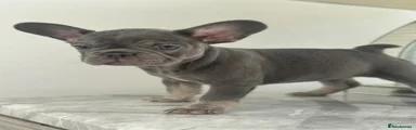 French Bulldog 5