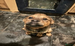 Mixed Breed dogs for sale: Rottweiler x Akita  mastiff pups - Advert 26