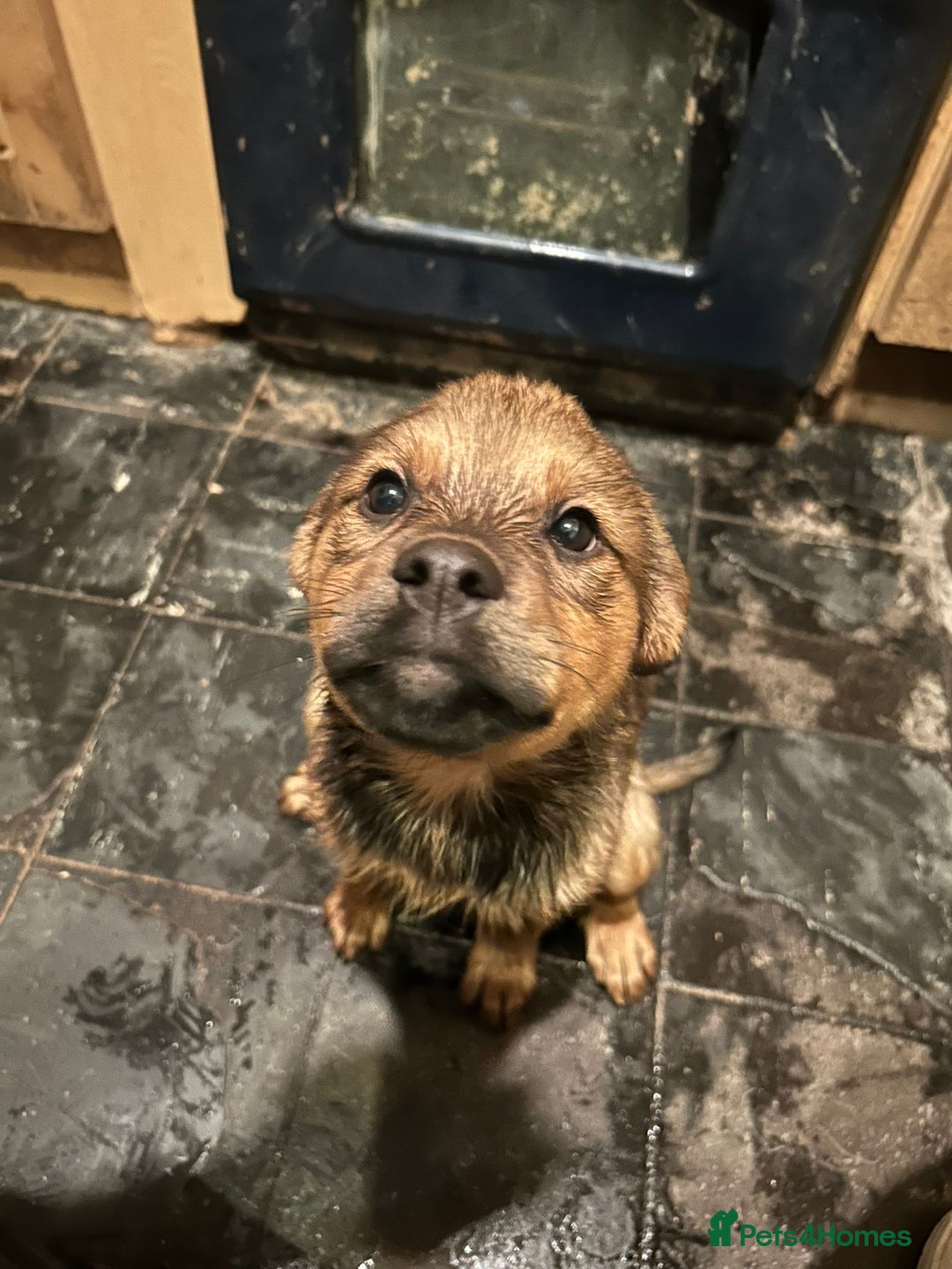 Mixed Breed dogs for sale: Rottweiler x Akita  mastiff pups - Advert 26