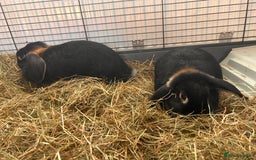 Mini Lop rabbits for sale: 2 mini lip female rabbits  - Image 3