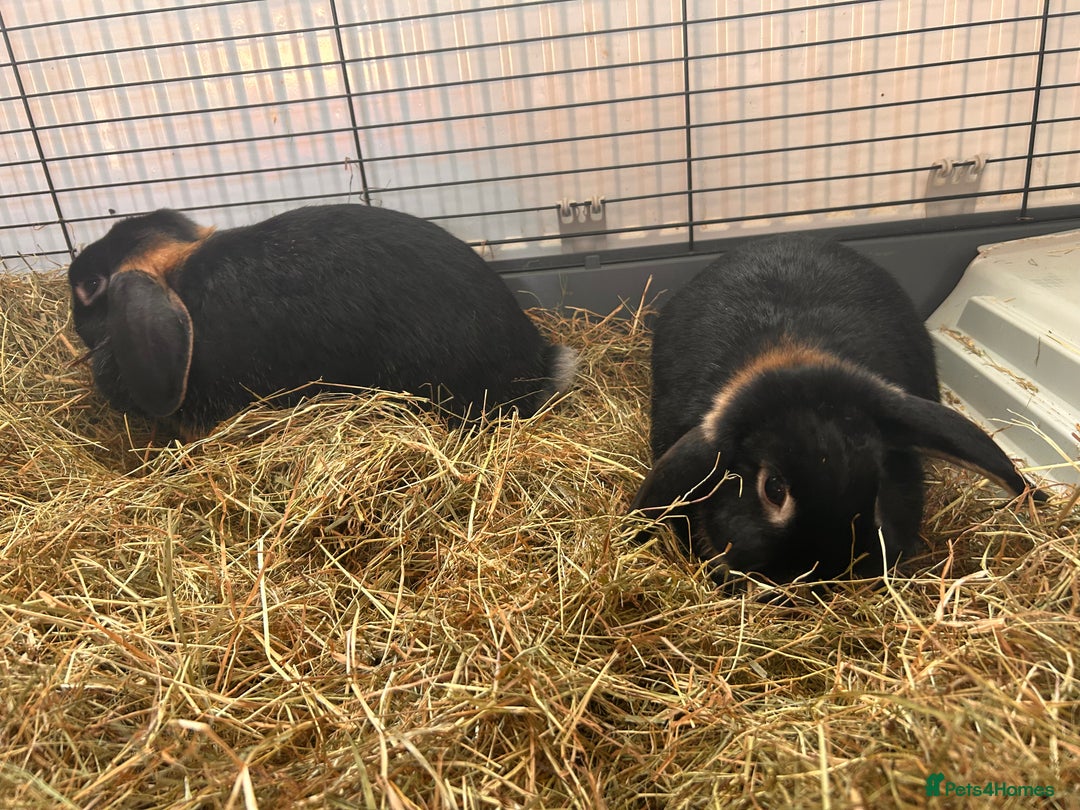Mini Lop rabbits for sale: 2 mini lip female rabbits  - Image 3
