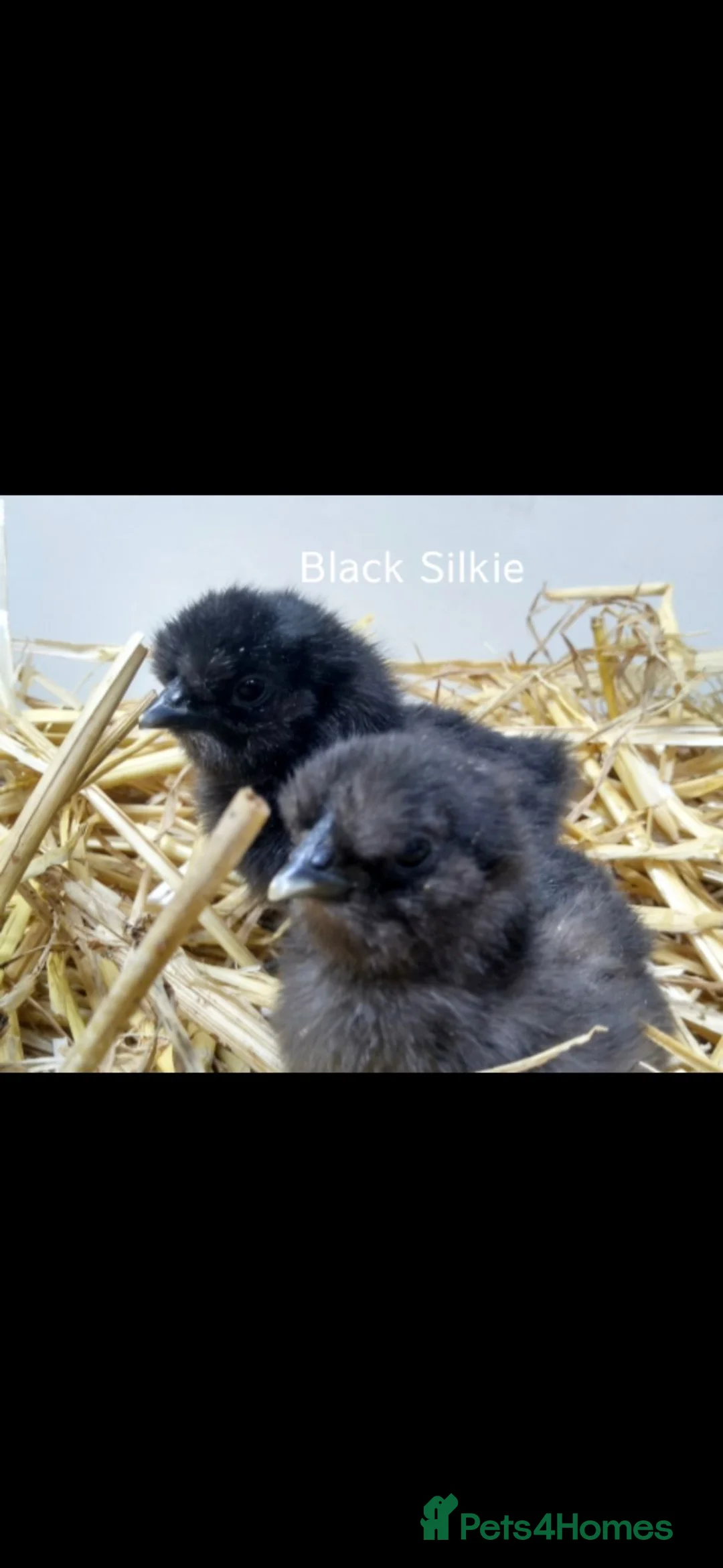 Chickens poultry for sale: Two black 1 week old silkie chicks - Advert 3
