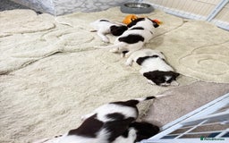 English Springer Spaniel dogs for sale: Springer spaniel puppies for sale - Image 7