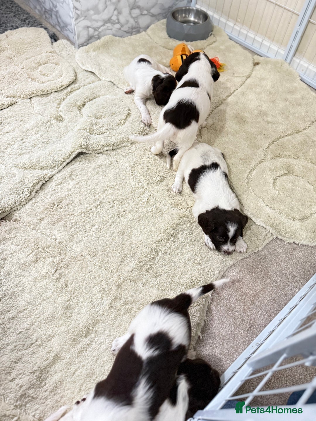English Springer Spaniel dogs for sale: Springer spaniel puppies for sale - Image 7