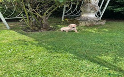 Labrador Retriever dogs for sale: Dark Red and Yellow KC reg DNA Clear Lab Puppies - Image 4