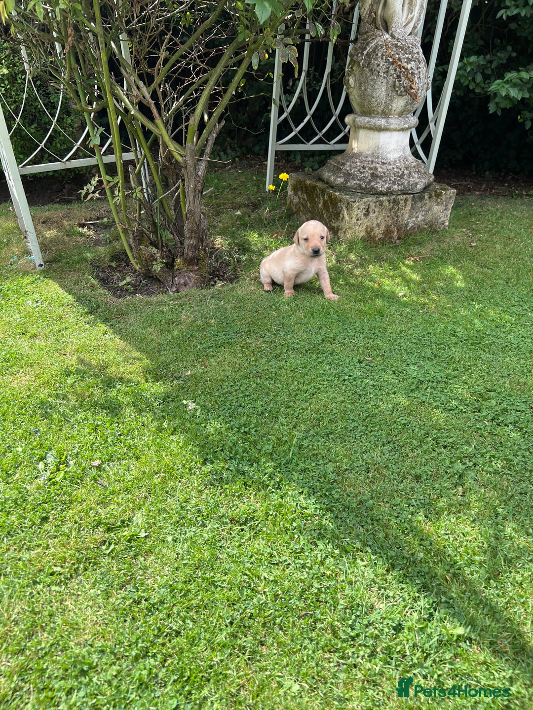 Labrador Retriever dogs for sale: Dark Red and Yellow KC reg DNA Clear Lab Puppies - Image 4