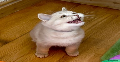 British Shorthair cats - Advert 4