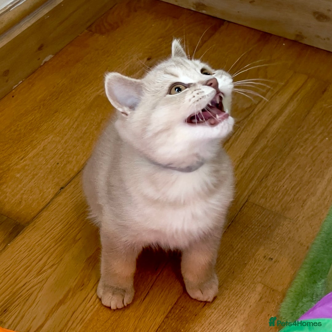 British Shorthair cats for sale: 🚨One Girl Ready to leave 🚨GCCF British Shorthair - Image 2