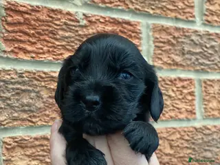 Cocker Spaniel dogs Gorgeous show cocker spaniels - Advert 2