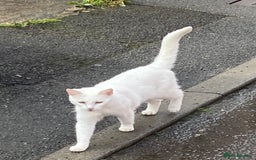 British Shorthair cats for sale: Cats- free to good home  - Image 2
