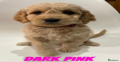 Mixed Breed dogs - Advert 4