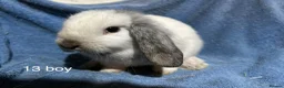 Dwarf Lop rabbits for sale: Baby dwarf lop rabbits  - Advert 4