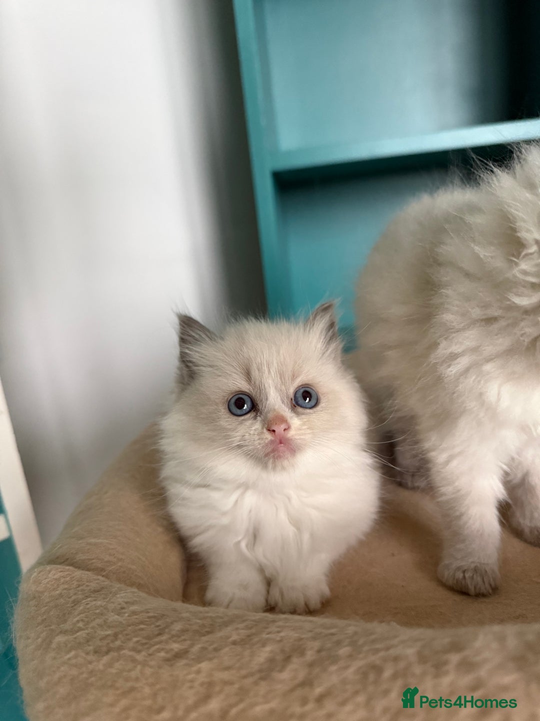 Ragdoll cats for sale: 📍1 FEMALE LEFT!🍼GCCF REGISTERED🐾 - Advert 2