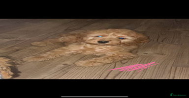 Cockapoo dogs - Advert 4