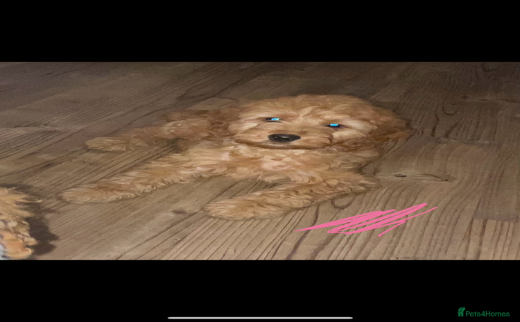 Cockapoo dogs 1 female Cockapoo puppy for sale - Advert 2