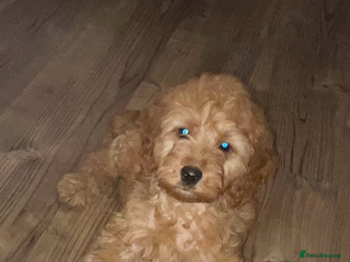 Cockapoo dogs 1 female Cockapoo puppy for sale - Advert 15