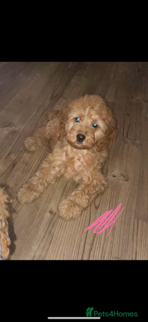 Cockapoo dogs 1 female Cockapoo puppy for sale - Advert 2