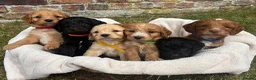 Cockapoo dogs for sale: Gorgeous F1 Cockapoo Puppies KC parents - Advert 1