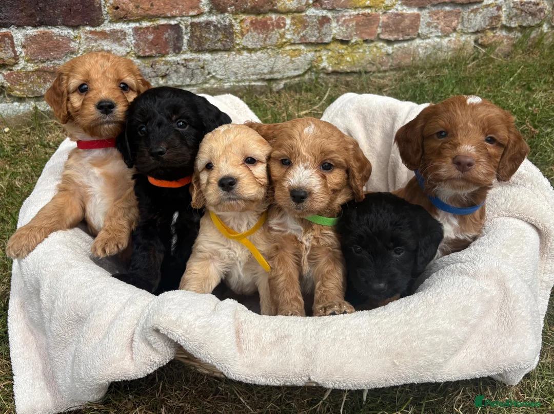 Cockapoo dogs for sale: Gorgeous F1 Cockapoo Puppies KC parents - Advert 1