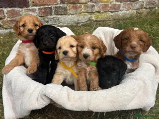 Cockapoo dogs DNA Tested Gorgeous F1 Cockapoo Puppies KC parents - Advert 1