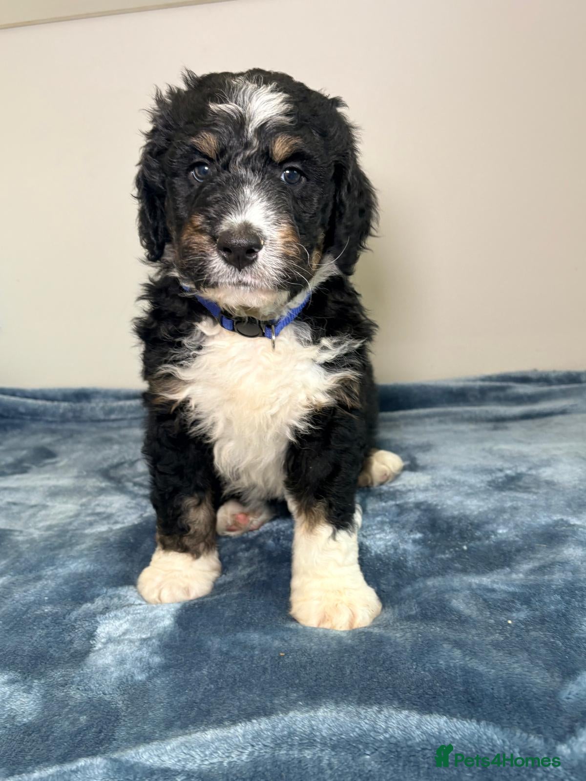 Bernedoodle dogs  Only 1 F1 tri colour bernedoodle  - Advert 2