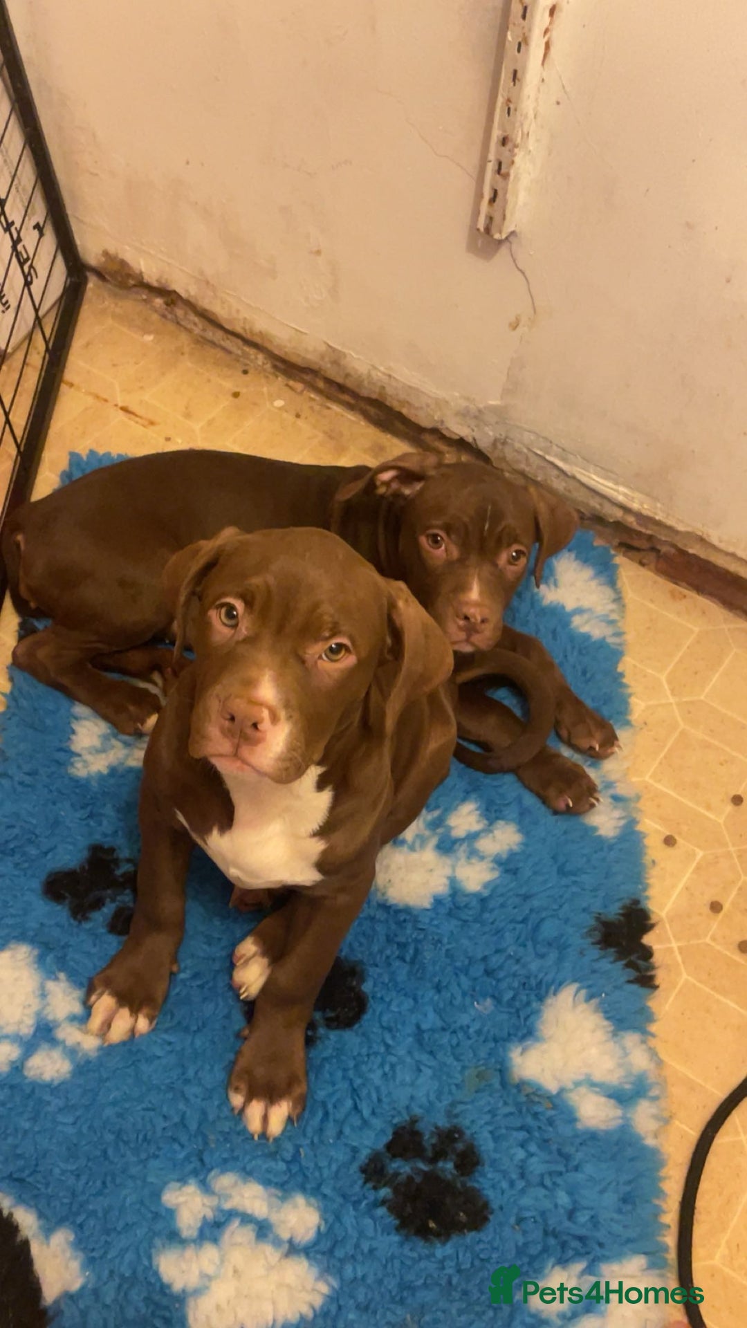 Mixed Breed dogs for sale: 2 gorgeous girls left - Advert 5
