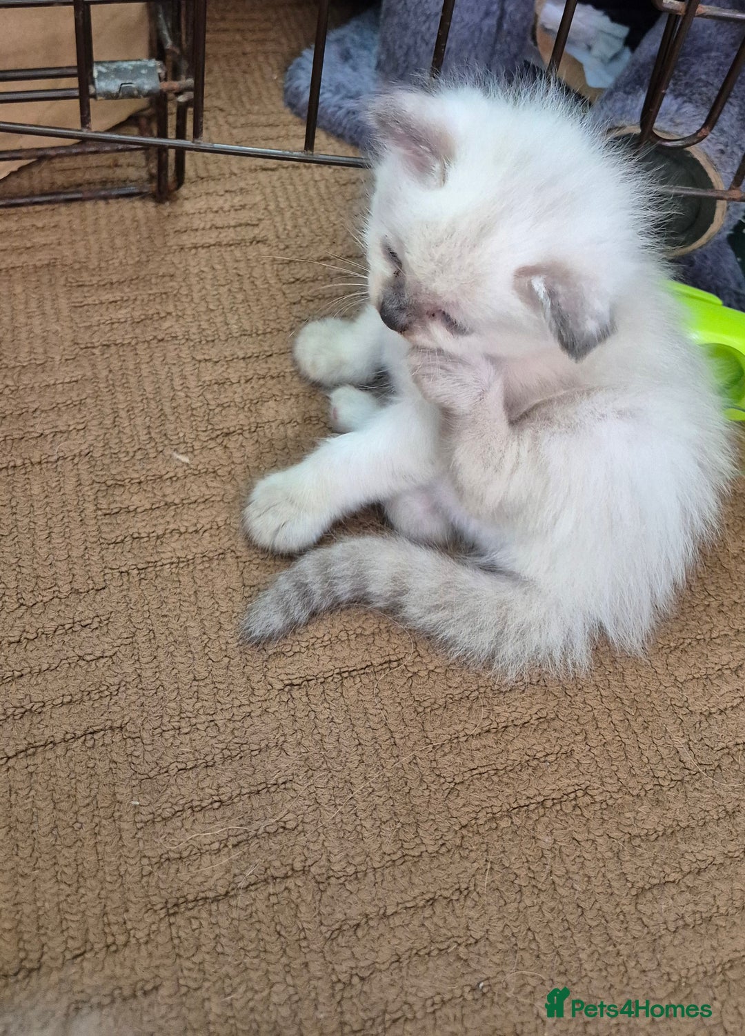 Turkish Angora cats for sale: Turkish angora  - Image 4