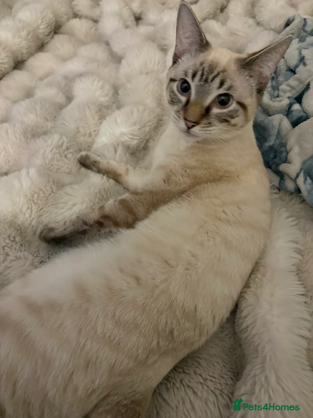 Mixed Breed cats for sale: Two Half Rag half Tabby kittens - Advert 3