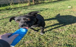 Mixed Breed dogs for adoption: Spirit for adoption - Image 3