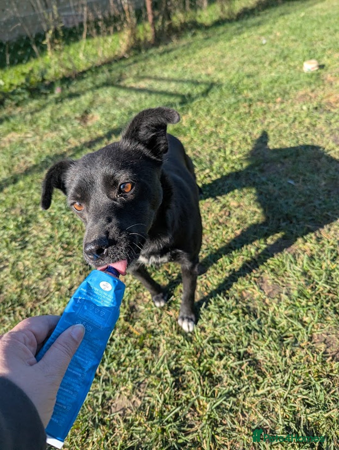 Mixed Breed dogs for adoption: Spirit for adoption - Image 3