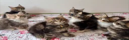 Maine Coon cats for sale: Full Maine Coon Kittens - Advert 3