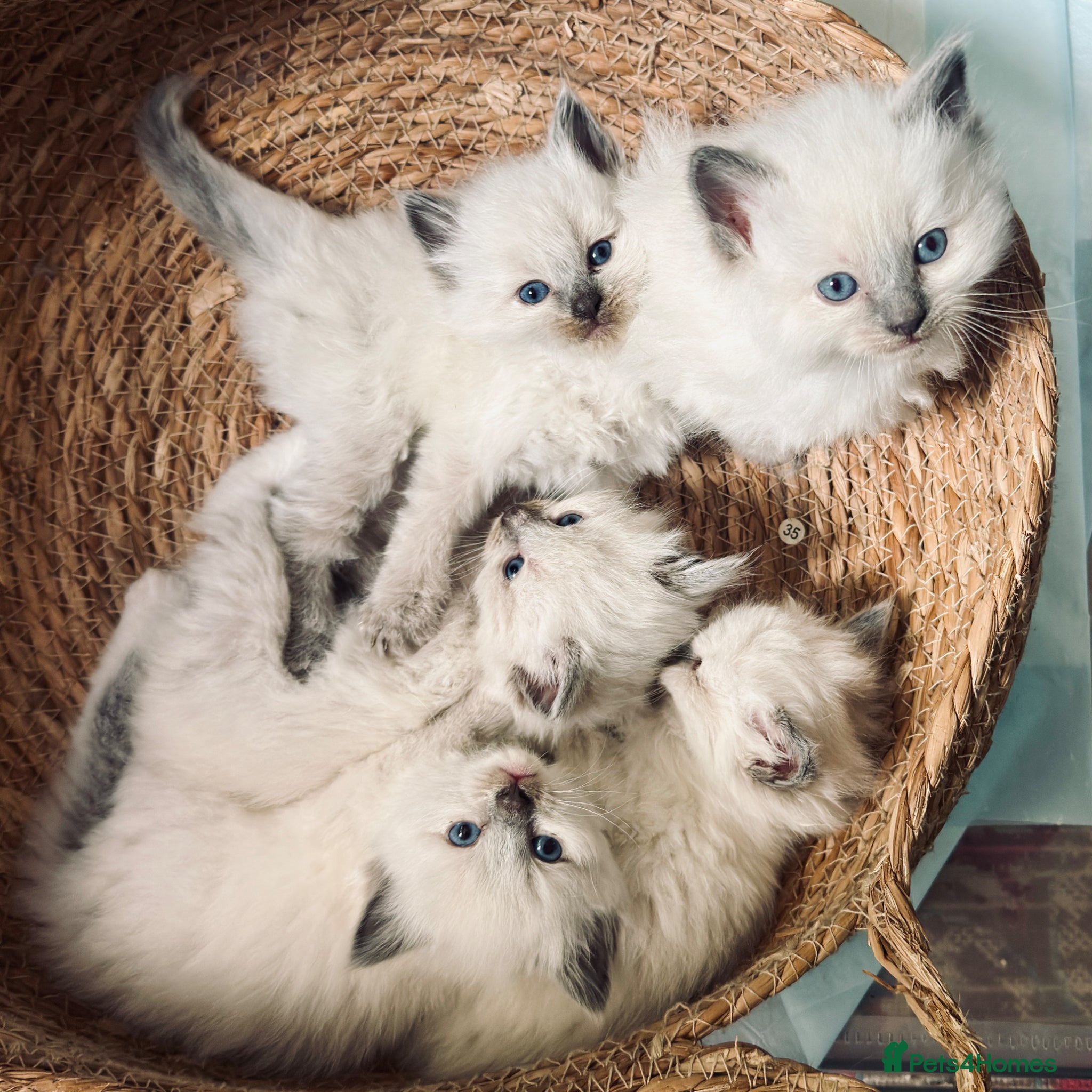 Ragdoll cats for sale: Gorgeous Blue Point purebred Ragdoll Kittens - Advert 1